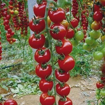 Томат Рапунцель: описание и преимущества сорта, подготовка семян перед посадкой, технология выращивания на балконе, в теплице, отзывы