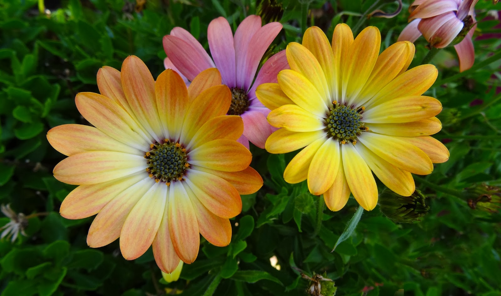 Солнечный цветок: выращивание диморфотеки из семян