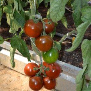 Характеристика и описание сорта томатов виагра, их урожайность