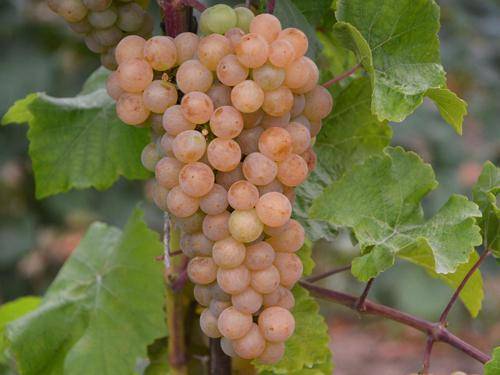 Виноград кристалл: описание сорта, выращивание