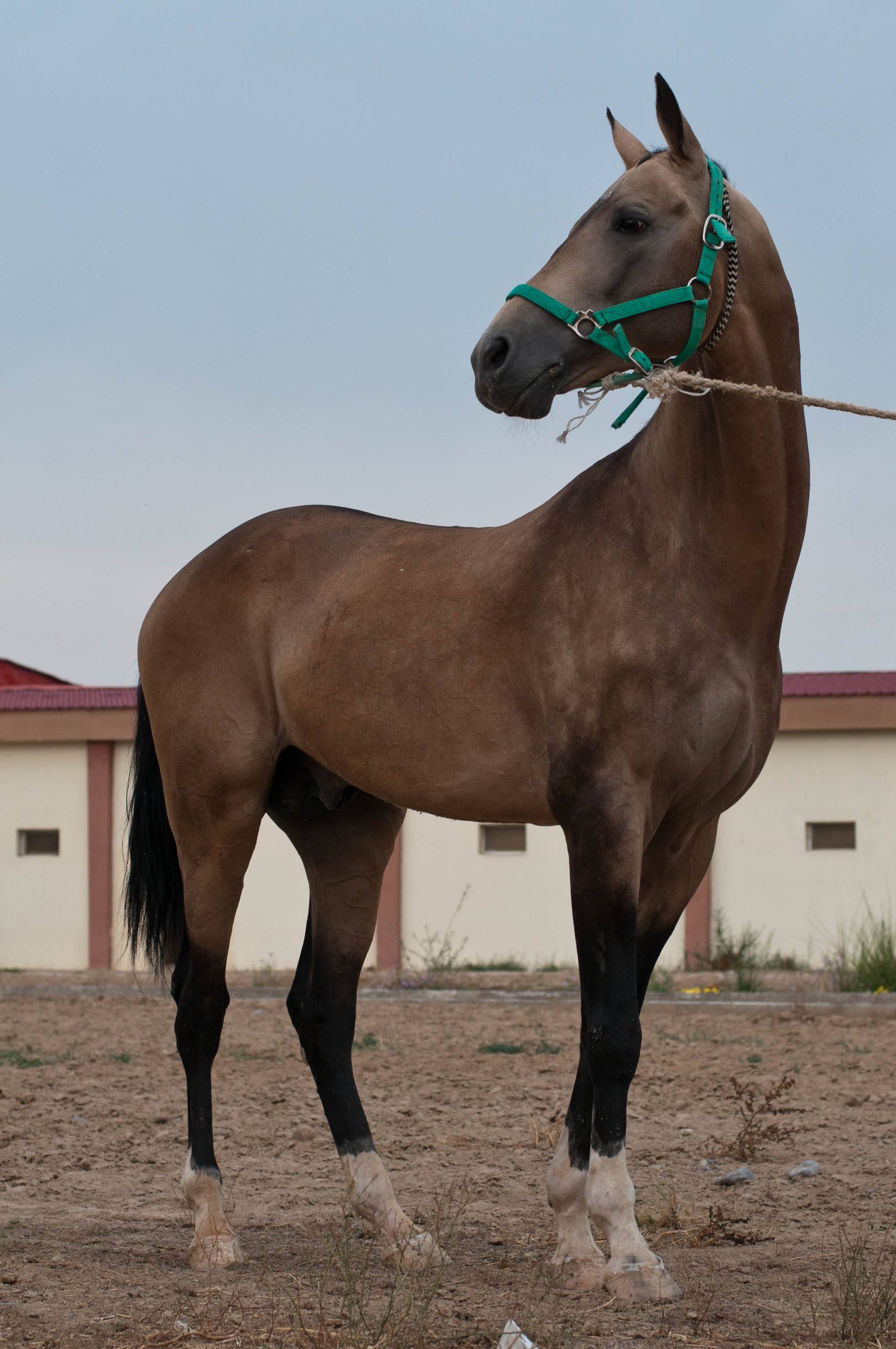 Терская порода лошадей: экстерьер, характер и фото