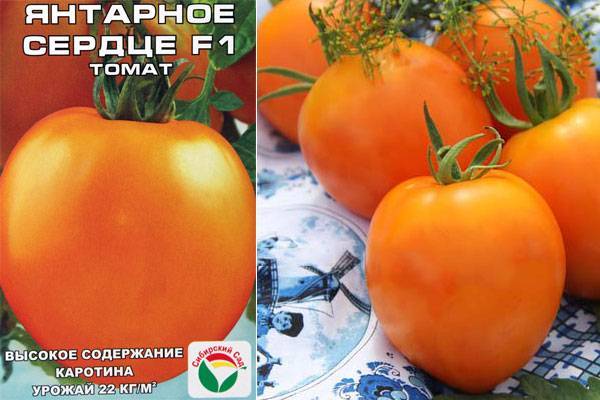 Рекордные урожаи плодов — томат янтарный мед: описание сорта и советы по выращиванию