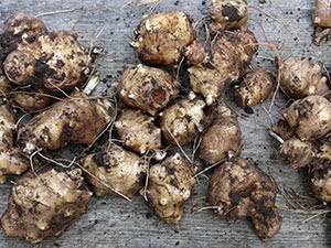 Топинамбур: как посадить или пересадить земляную грушу