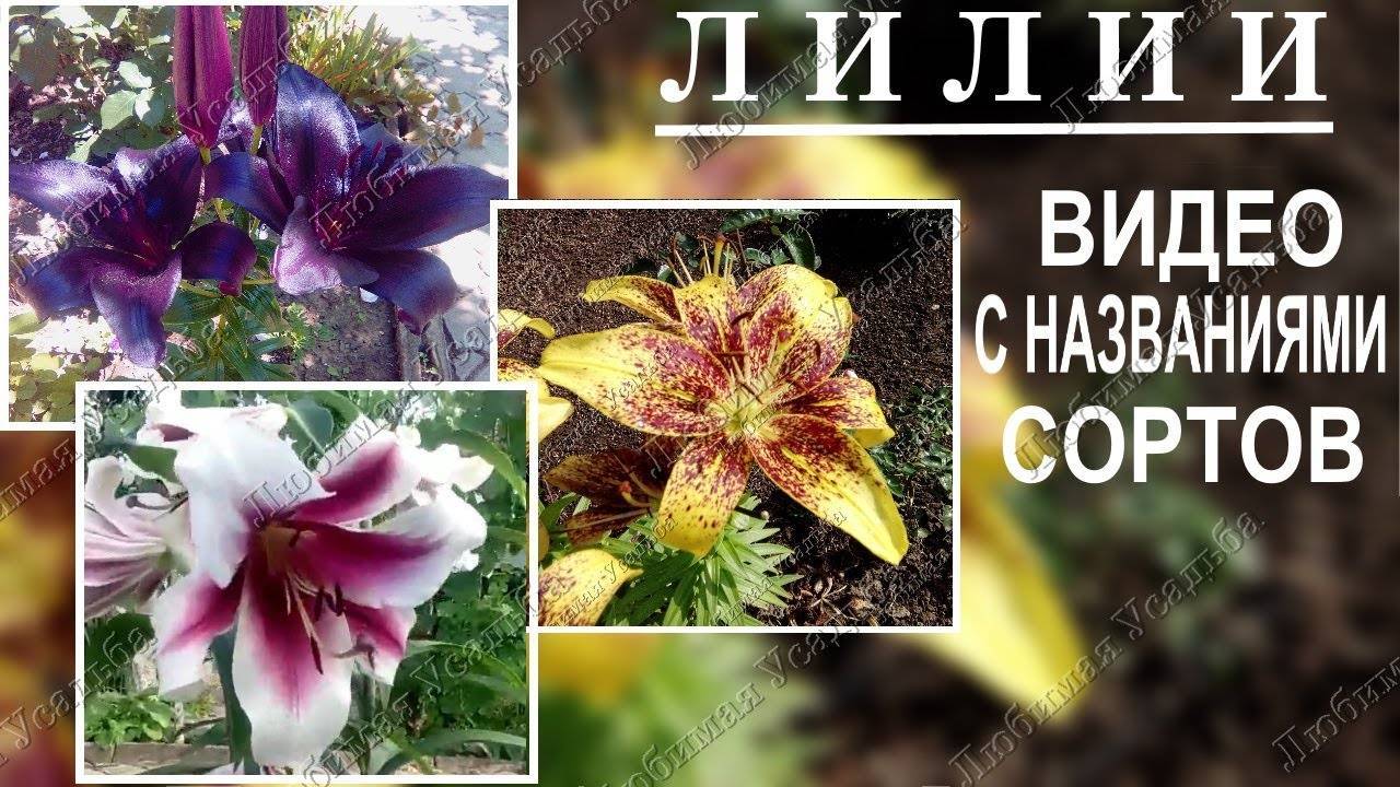 Лилия – виды, гибриды, посадка, выращивание и уход
