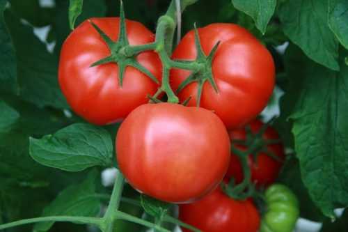 Высота томата «мясистый сахаристый» делает его великаном среди собратьев. описание высокоурожайного сорта помидора