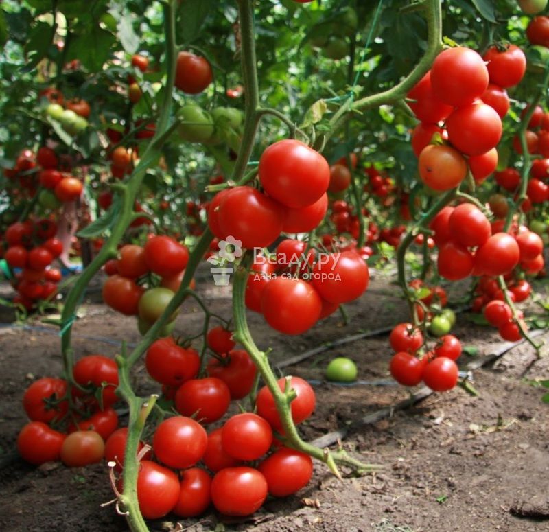 Как правильно пасынковать помидоры в теплице: пошаговая схема