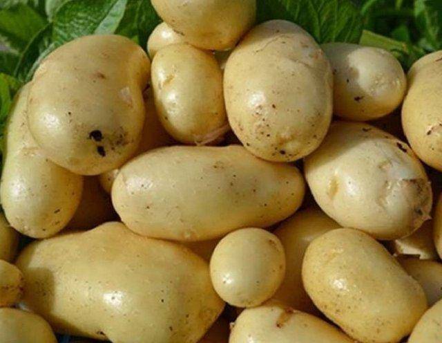 Ранний столовый сорт картофеля, который не боится резких перепадов температур, «маделина»