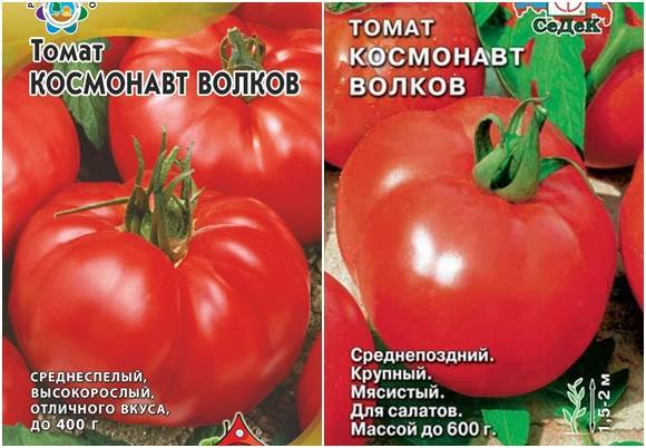 Сорт томатов, названный в память погибшего космонавта владислава волкова