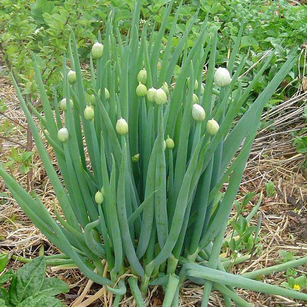 Лук-батун апрельский: выращивание на подоконнике