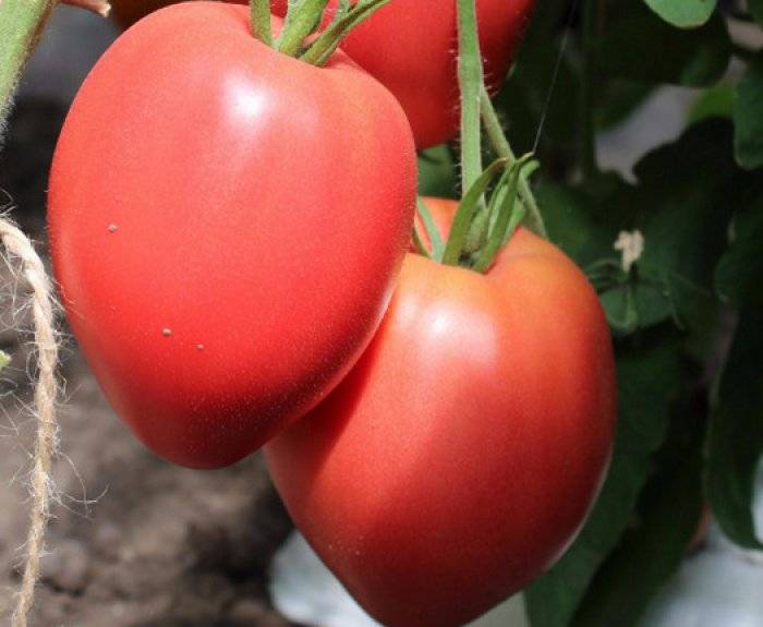Томат "король рынка": описание сорта, характеристики плодов-помидоров, рекомендации по уходу и выращиванию