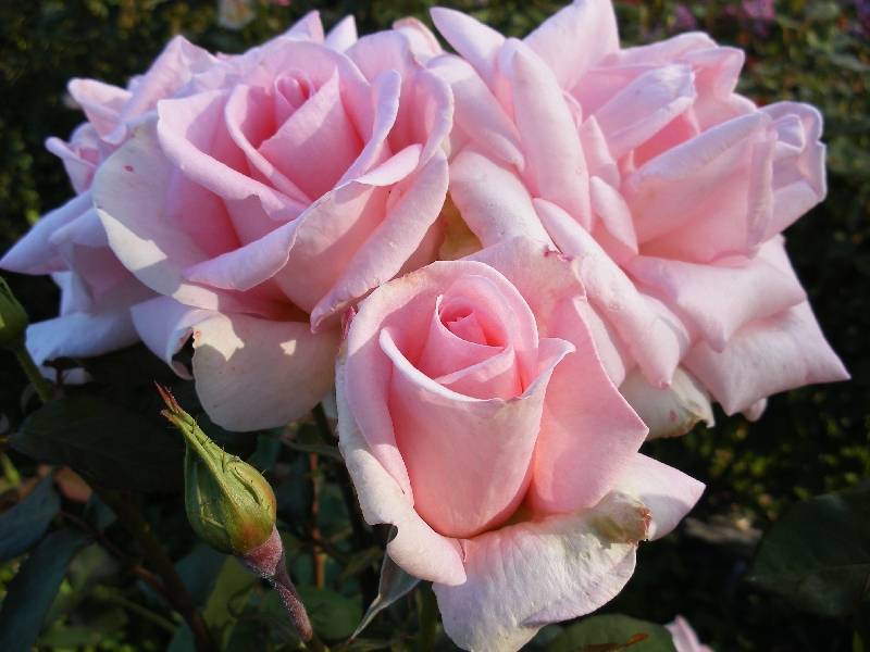 Чайно-гибридные розы: фото и видео лучших сортов с названиями и описанием, чайно-гибридные розы в саду