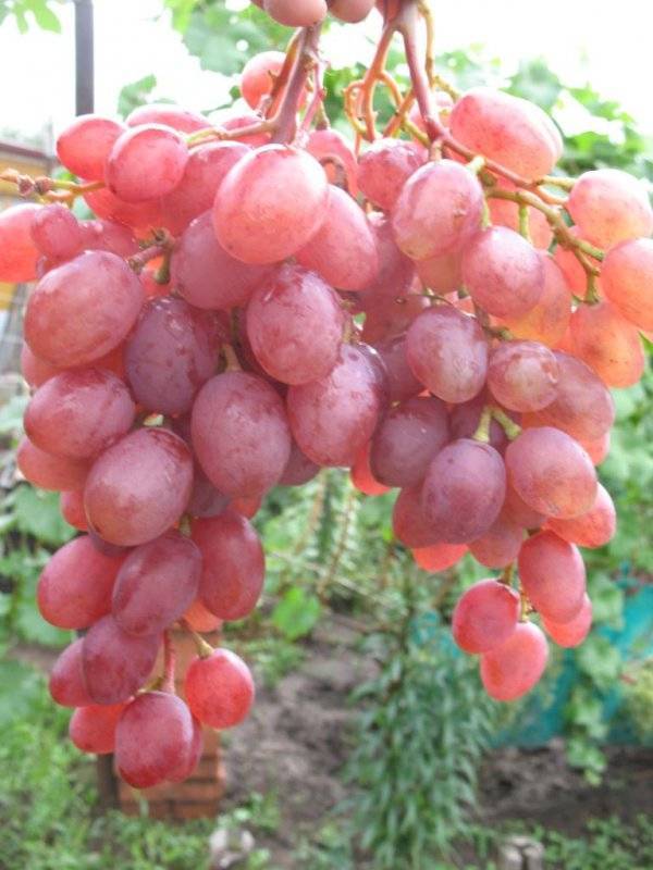 Описание сорта винограда румба: фото и отзывы | vinograd-loza