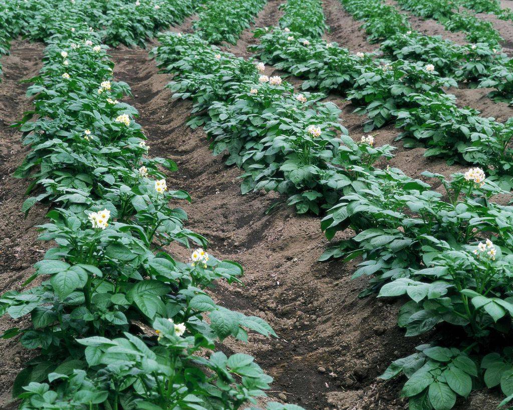 Чем и как удобрять картофель весной и осенью: правила подготовки картофельной грядки