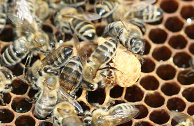 Тихая смена маток на пасеке ' пчелы '