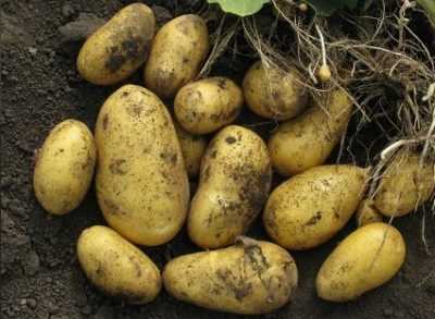 Ранний низкорослый сорт картофеля «джувел» из германии