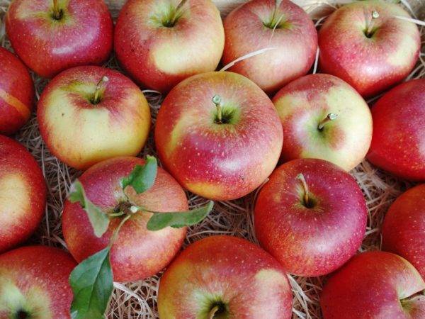 Описание сорта яблони лобо