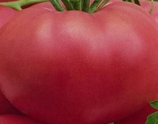 Сорт помидоров «розовый гигант»: фото, отзывы, описание, характеристика, урожайность