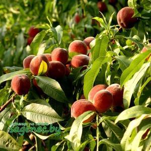 Сорта персика для воронежской области