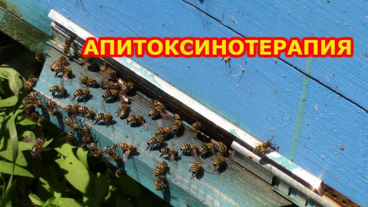 Профилактика, лечение пчелами и особенности апитерапии