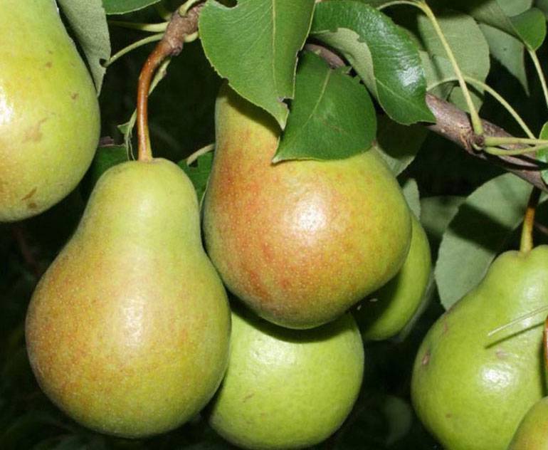 Лучшие самоплодные сорта груш: особенности выращивания