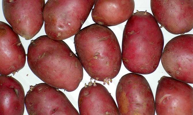 Ранний столовый сорт картофеля, который не боится резких перепадов температур, «маделина»
