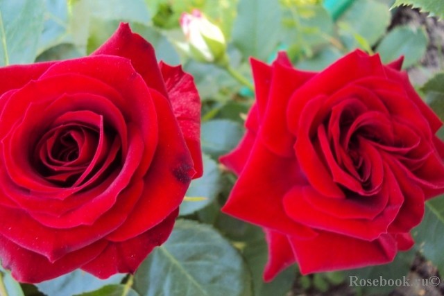 Роза никколо паганини (niccolo paganini) — описание сорта