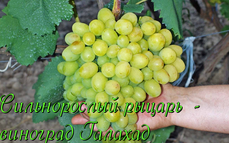 Сорт винограда галахад: описание, фото