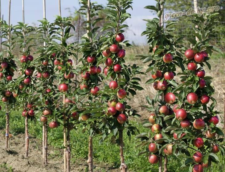 О яблоне колоновидной васюган, описание сорта, характеристики, агротехника