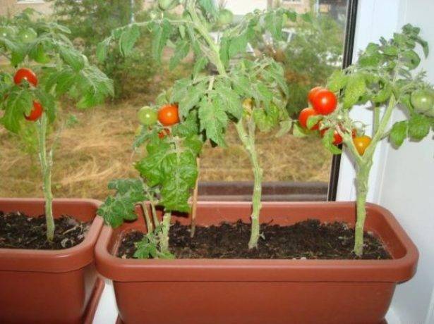 Описание и особенности выращивания томата клюква в сахаре