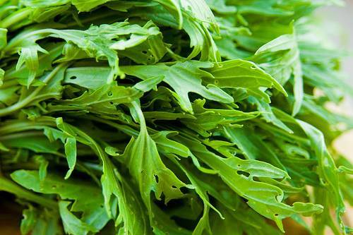 Правила посева и особенности выращивания японской капусты (мизуны)