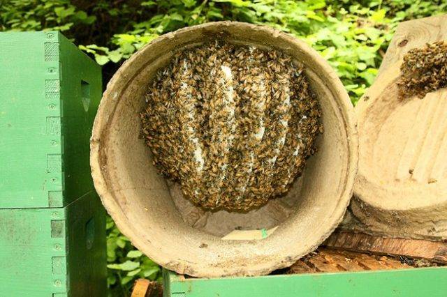 Апирой: инструкция по применению для пчел