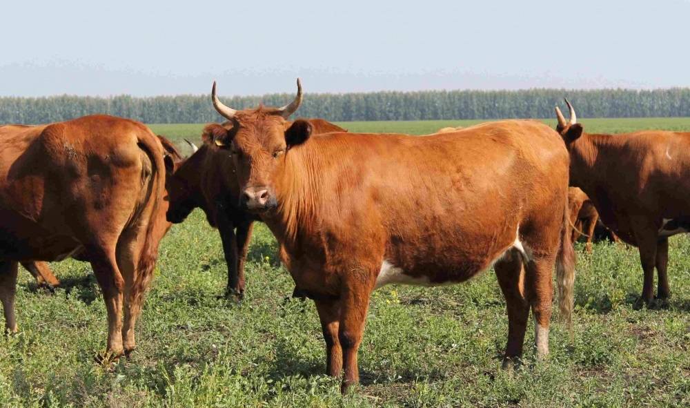 "красная степная" порода коров : характеристики, особенности выращивания, вакцинация и борьба с болезнями, фото и видео