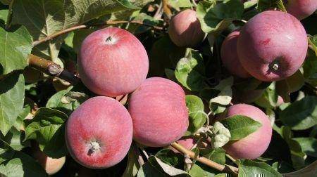 Выращивание и уход за яблоней кортланд