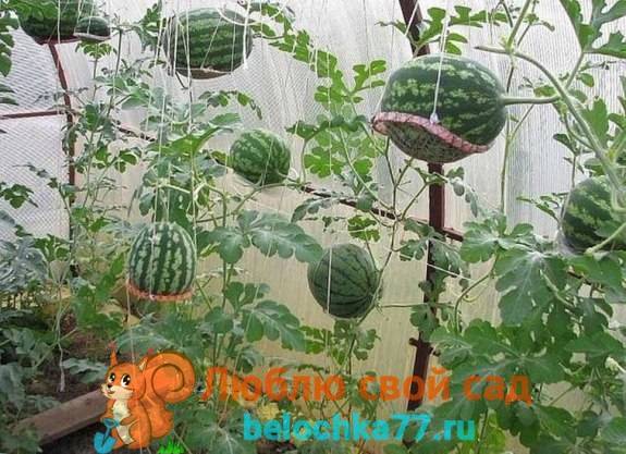 Выращивание арбузов в теплице из поликарбоната - пошаговая инструкция
