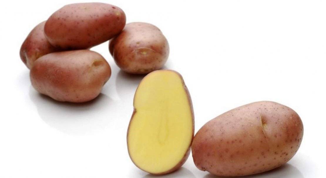 Раннеспелый сорт картофеля розара для северных областей