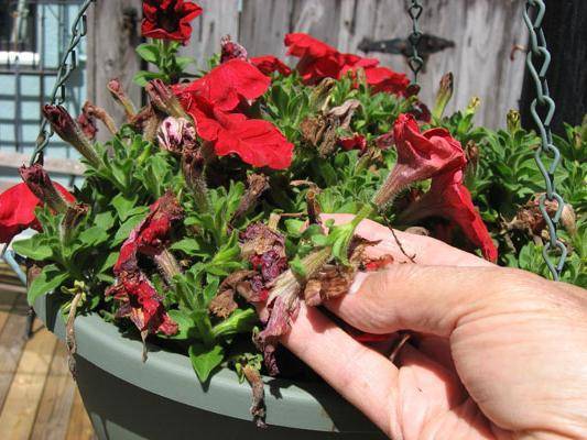 Как правильно прищипывать петунию для обильного цветения?