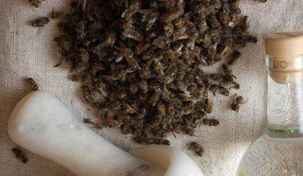 Применение настойки пчелиного подмора на водке