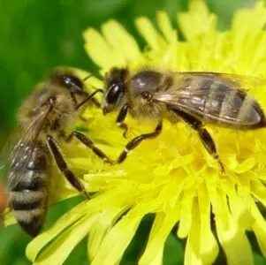Как соединить две пчелиные семьи в одну