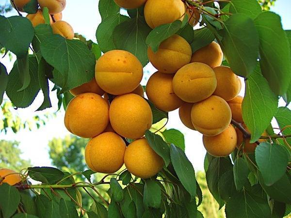 Описание сорта абрикосов жигулевский сувенир, история селекции и характеристика плодов