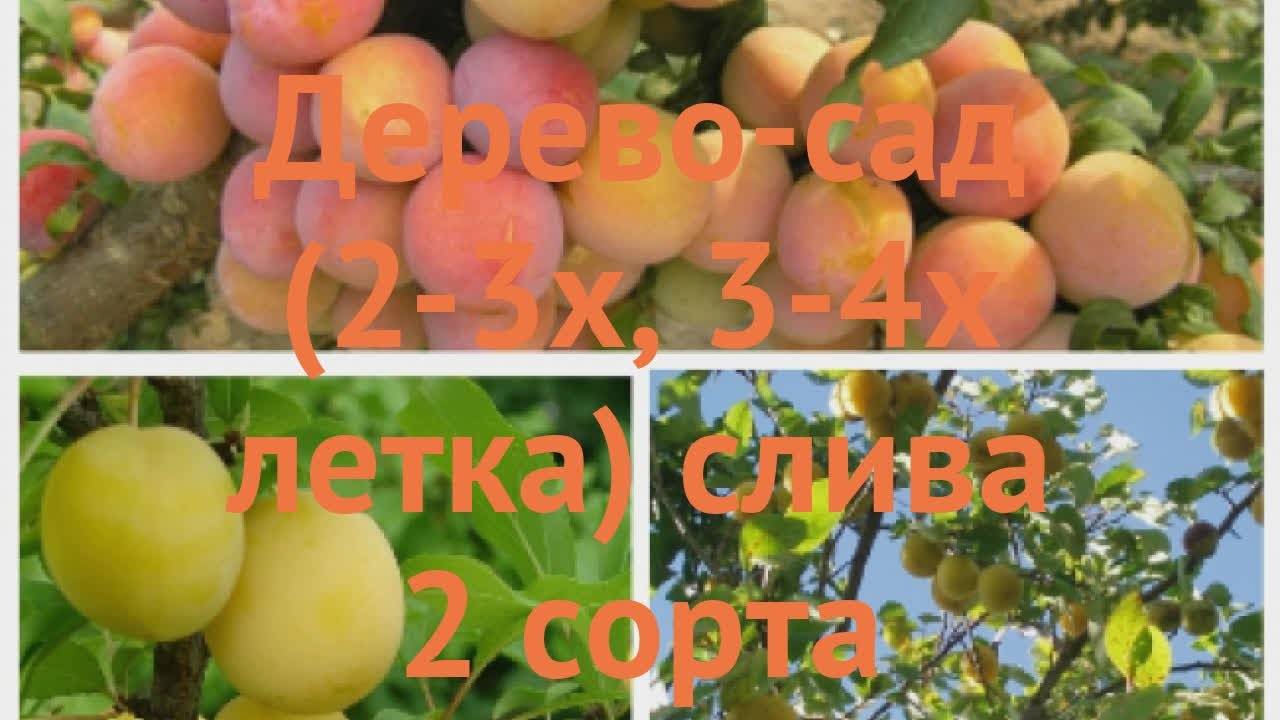 Алыча Злато Скифов: описание сорта, фото, отзывы