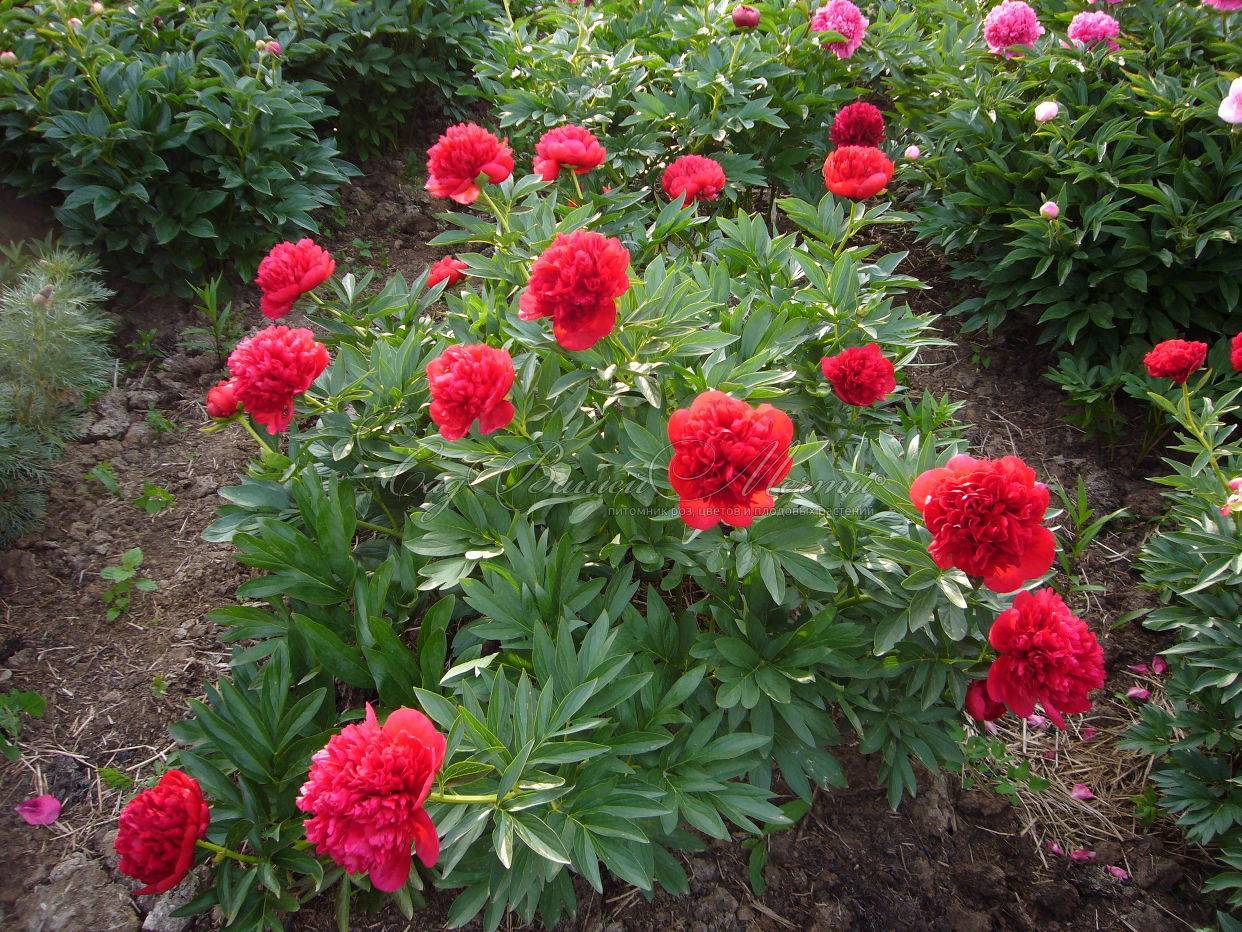 Пионы «диана паркс» (10 фото): описание цветка, особенности его выращивания