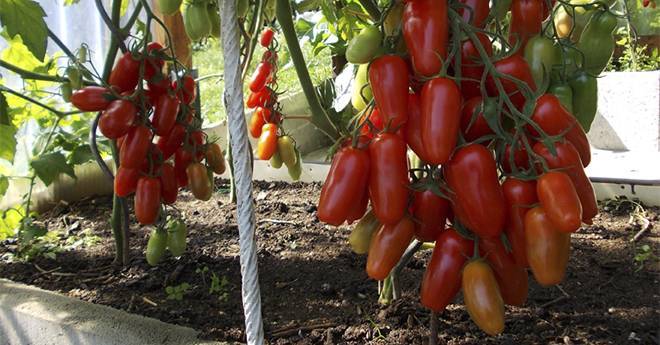 Сорт помидор Рапунцель: описание, урожайность и отзывы