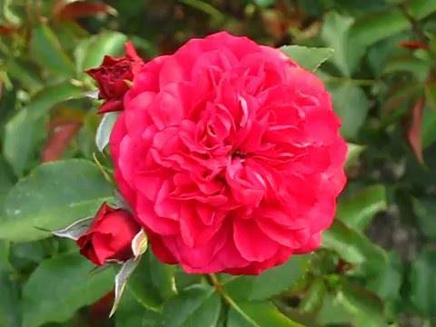 Роза лагуна (laguna) — что за сорт, какие бывают виды