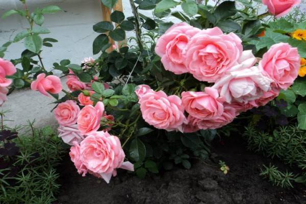 Плетистая роза лагуна для украшения построек