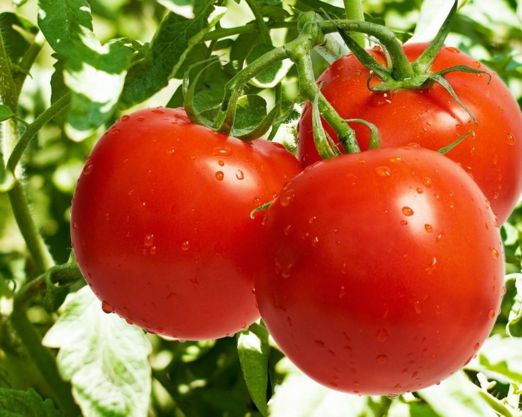 Самые популярные ранние сорта томатов