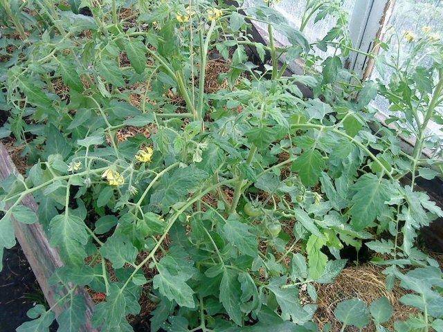 Сорт томата «лабрадор»: фото, отзывы, описание, характеристика, урожайность