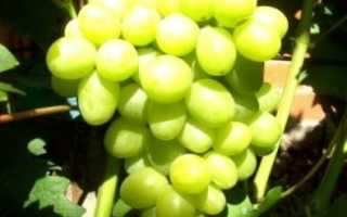 Сорт винограда дарья
