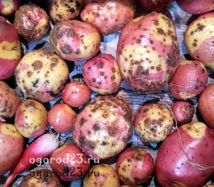 Парша на картофеле: как бороться