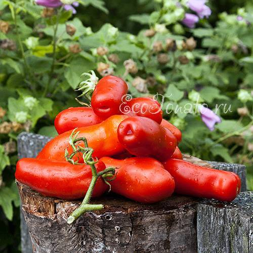 Сорт для любителей редких экзотических помидоров — томат «дрова»