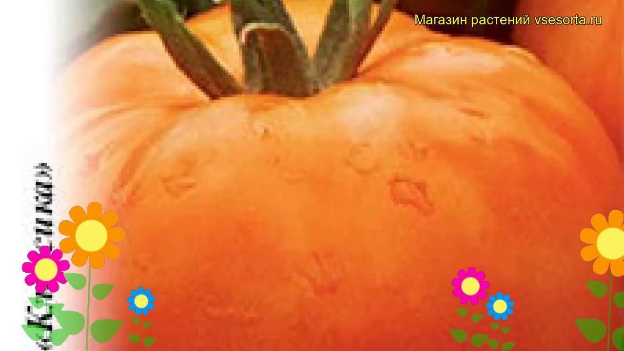 Помидоры апельсин: описание, технология выращивания